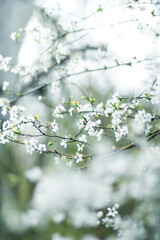 Spring Blossom