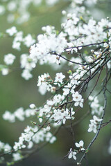 Spring Blossom