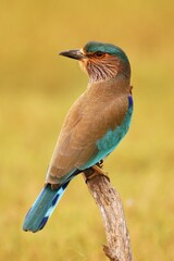 Indian Roller 
Scientific name: Coracias benghalensis