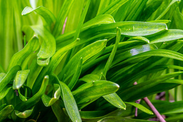Early spring green leafs on the field. Blurry background.