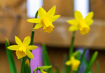 yellow daffodils on blue background