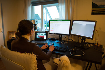 Woman Working from home with a dog (Samoyed Husky) a multiple monitor desk