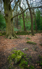 Obraz premium footpath in the woods