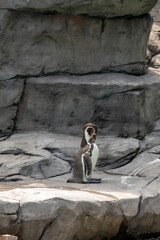 The Humboldt Penguin, Spheniscus humboldti also termed Peruvian penguin