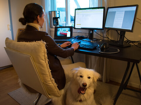 Woman Working From Home With A Dog (Samoyed Husky) A Multiple Monitor Desk