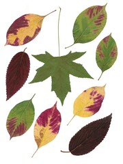 Fototapeta premium arrangement of multicolor leaves at autumn close up