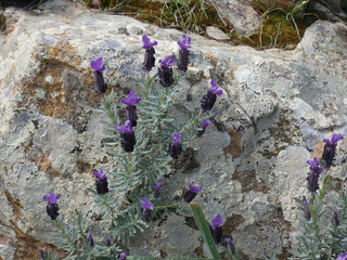 Lavanda selvatica
