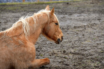Schlammbad. Sch&ouml;nes Pferd liegt im Matsch