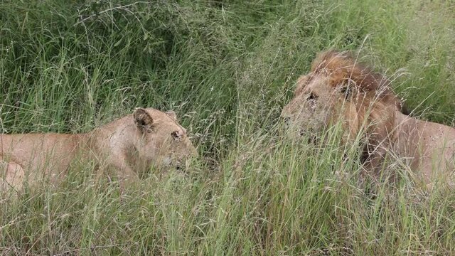 sleepy pair of mating lions in Kruger
