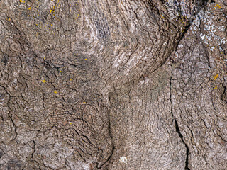 The texture of an old tree stump