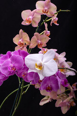 Fototapeta na wymiar Beauty colorful orchid flowers isolated on black background