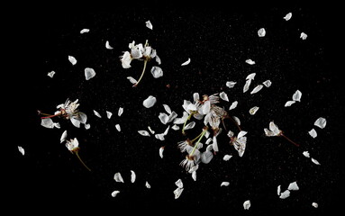 Spring flowers scattered petals with pollen isolated on black background, top view and clipping path