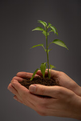 Man holding in hand part of the lawn with green grass and growing plant, a symbol of ecology protection. Earth day, ecosystem recovering plan.