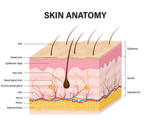 Human Skin anatomy isolated on white background. vector illustration - obrazy, fototapety, plakaty