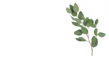 eucalyptus branches isolated on white background. Flat lay, top view. copy space.