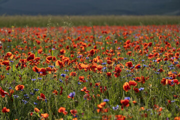 Summer Lentil flowering in Castelluccio, Norcia, Italy