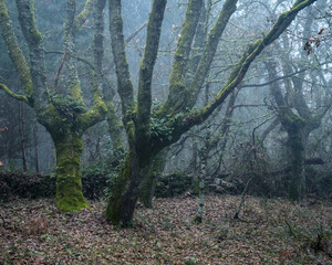 Aging oak trees covered in moss and fern in an ancient forest