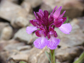 Orchidea selvatica