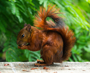 The red squirrel, or simply a common squirrel, is a species of sciuromorph rodent in the family Sciuridae
