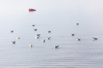 Möwen am Neusiedlersee