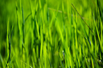 Fototapeta na wymiar Green grass background