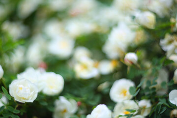 Wild white roses background