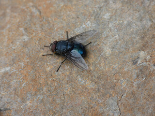 Mosca