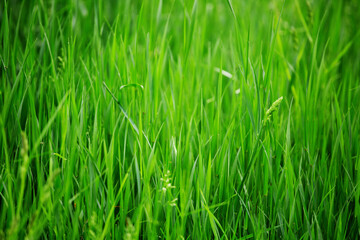 Fresh spring grass background
