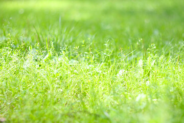 Green grass background