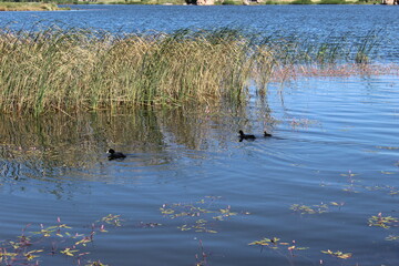 reeds in the water