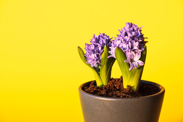 Beautiful hyacinths in pot against yellow background, space for text.