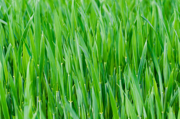 Fototapeta na wymiar green grass in the field