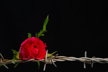 Red rose blossom laying on barbed wire isolated on black background, concept of love and pain