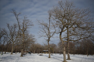 Como Park in the Winter Time 