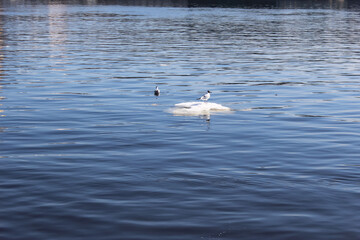 A seagull on a small ice floe in a full-flowing river