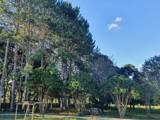 trees in the park