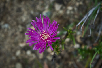 Flor de color magenta en la primavera