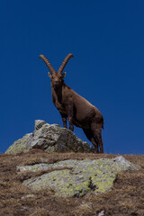 ibex on the rock