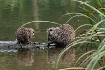 coypu in a pond