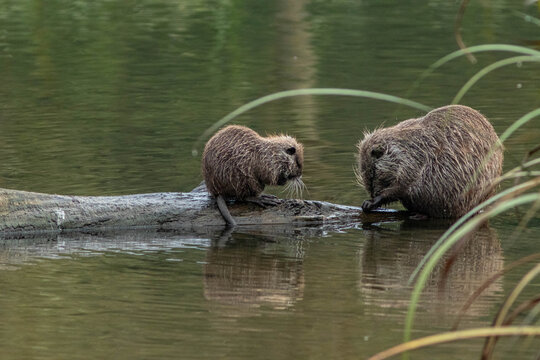 Nutrie nello stagno