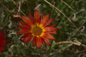 Flor naranja y amarilla 