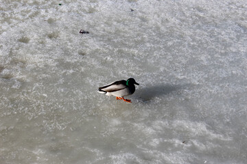 Drake on a melting ice floe on a sunny spring day