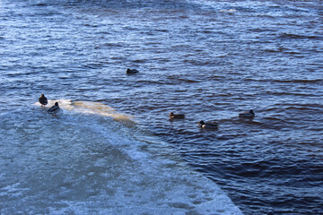 Fototapeta premium Ducks at the ice edge on the river fairway line watershed on a sunny spring day