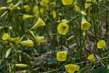 Flores silvestres y amarillas en la primavera