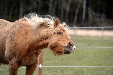 All die sch&ouml;nen Pferde. Portrait von freien Pferden auf der Weide