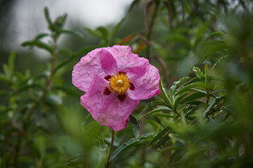 Flor de color lila rosado Silvestre en el campo