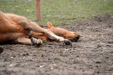 All die sch&ouml;nen Pferde. Portrait von freien Pferden auf der Weide