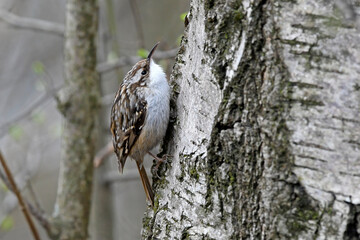 Short-toed treecreeper // Gartenbaumläufer // Grimpereau des jardins (Certhia brachydactyla) © bennytrapp