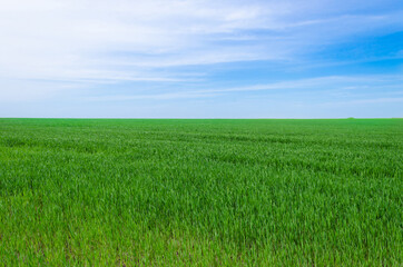 Obraz na płótnie Canvas A field with green grass and a blue sky on a summer sunny day. Smooth horizon