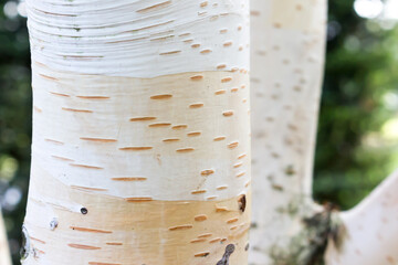 White birch bark close-up, background